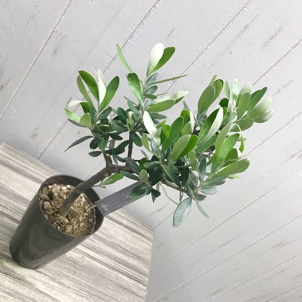 N7 オリーブの木 ネバティロブランコ 植物 | dermascope.com