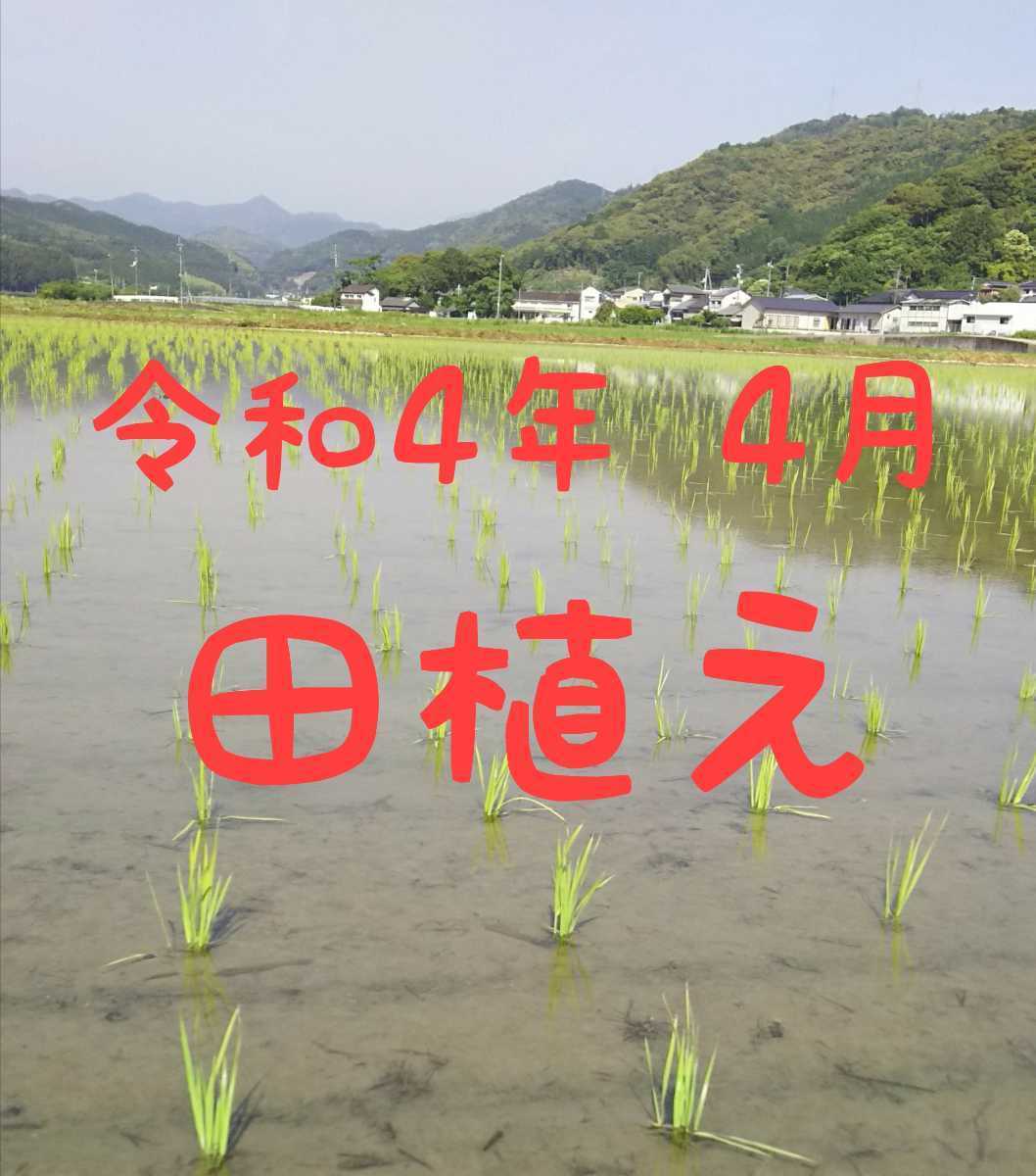 送料込み 令和4年産 高知県産 新米 コシヒカリ 米ぬか 10㎏(袋込み)_画像2