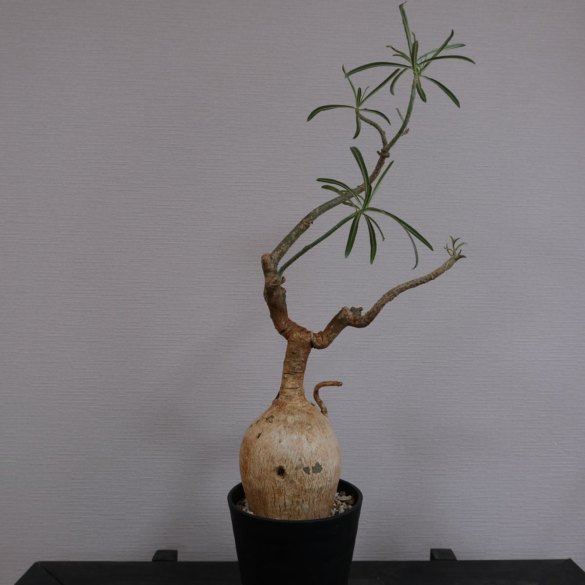 発根済】 アデニウム ソマレンセ Adenium somalense ③ ink