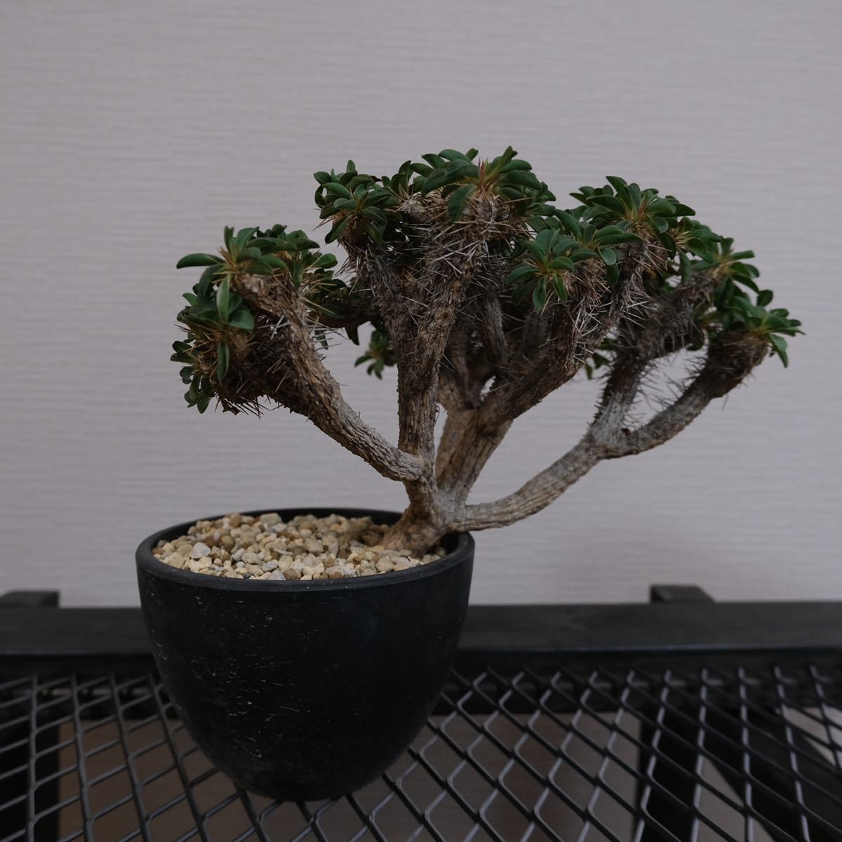 発根済】Euphorbia guillauminiana ユーフォルビア ギラウミニアナ