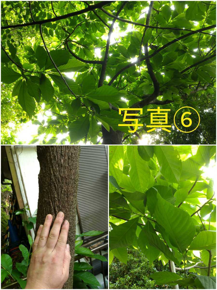 正規販売店 ポポー苗木 3本 Www Rurrenabaque Gob Bo 正規販売店 ポポー苗木 3本 Www Rurrenabaque Gob Bo
