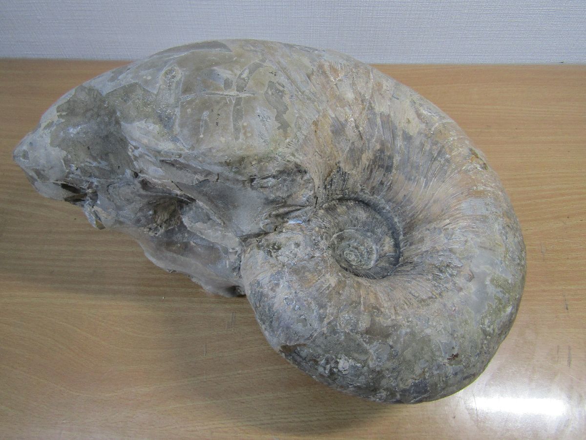 アンモナイト 化石 ゴードリセラス 30ｘ21ｃｍ 13.2ｋｇ 両面 オブジェ インテリア コレクション K-242