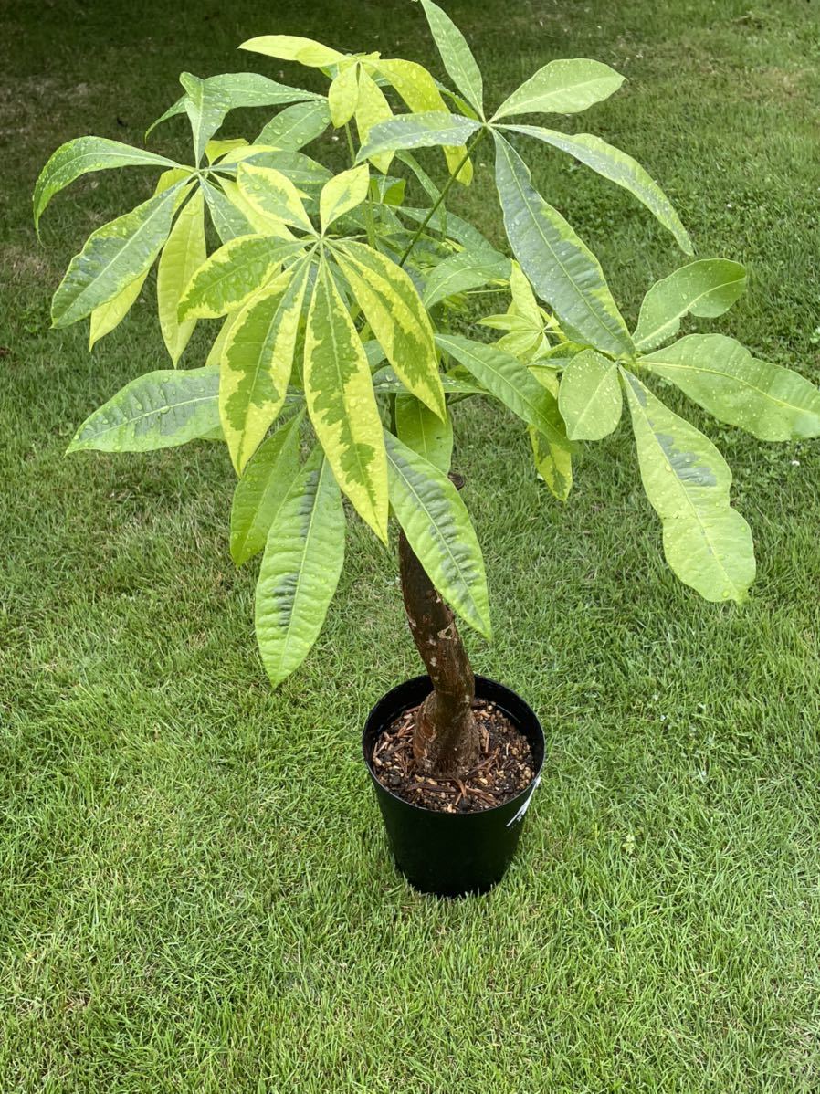 パキラ ムーンライト 観葉植物 希少 paulmassey.me