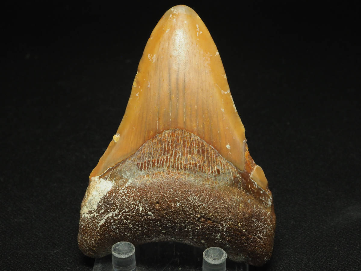 メガロドン サメの歯 Carcharodon Megalodon - 通販 -