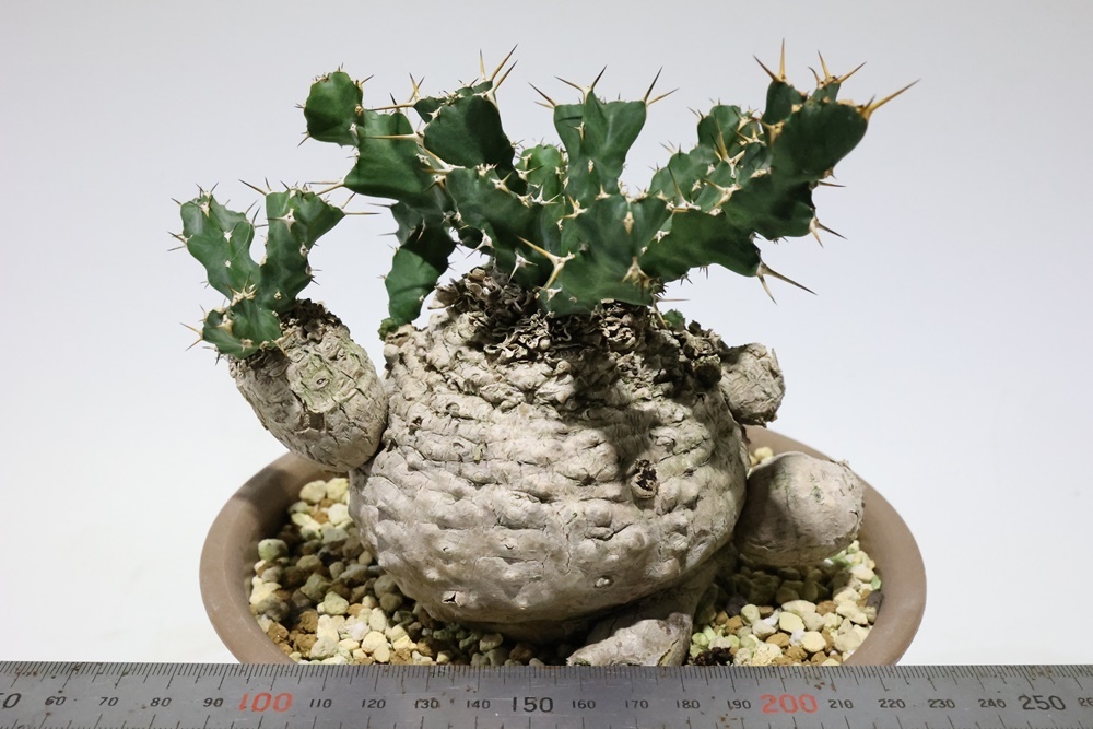 Euphorbia clavigera ユーフォルビア　クラビゲラ_画像1