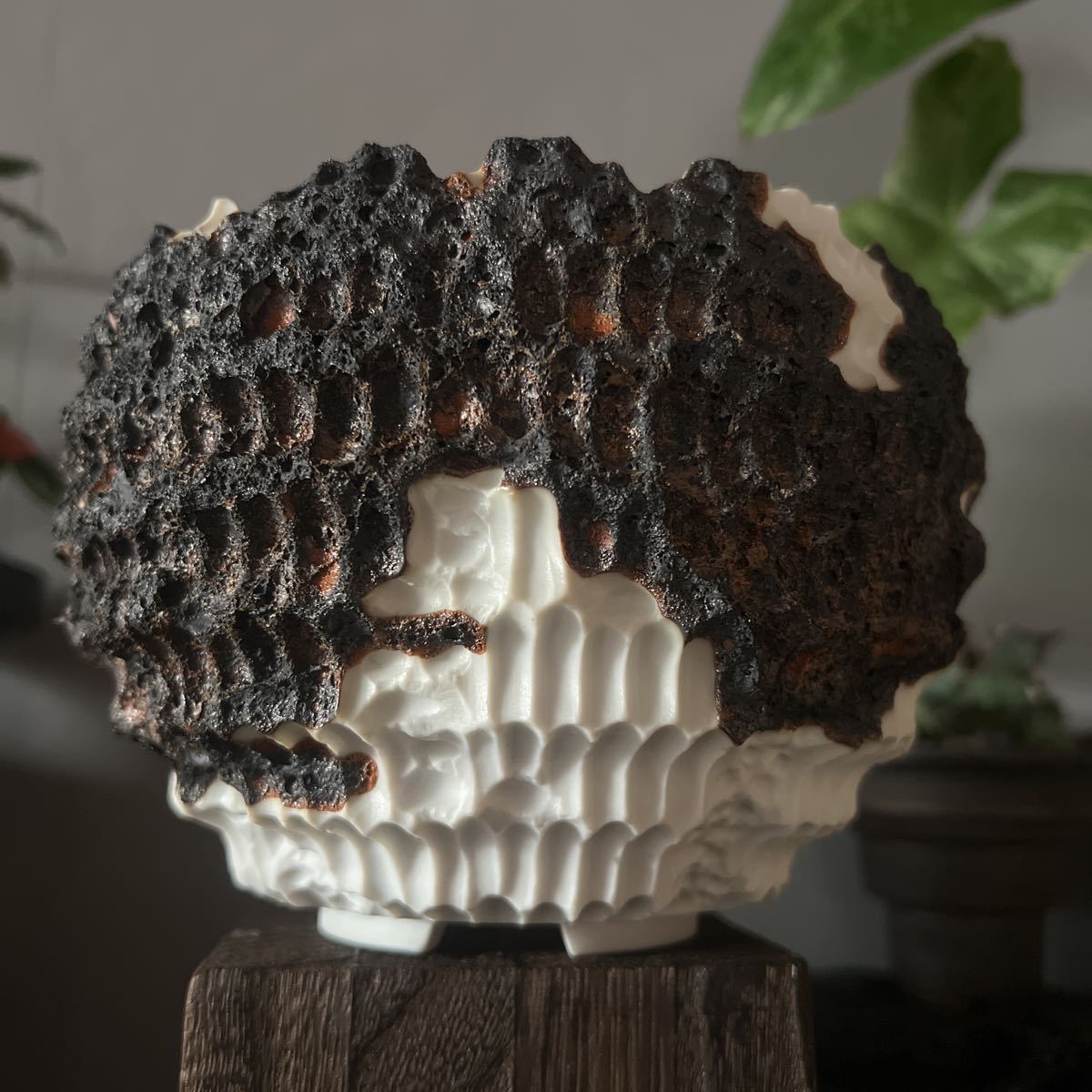 手作り 植木鉢 Lサイズ 検索(カタチ製作所 RLF 塊根植物