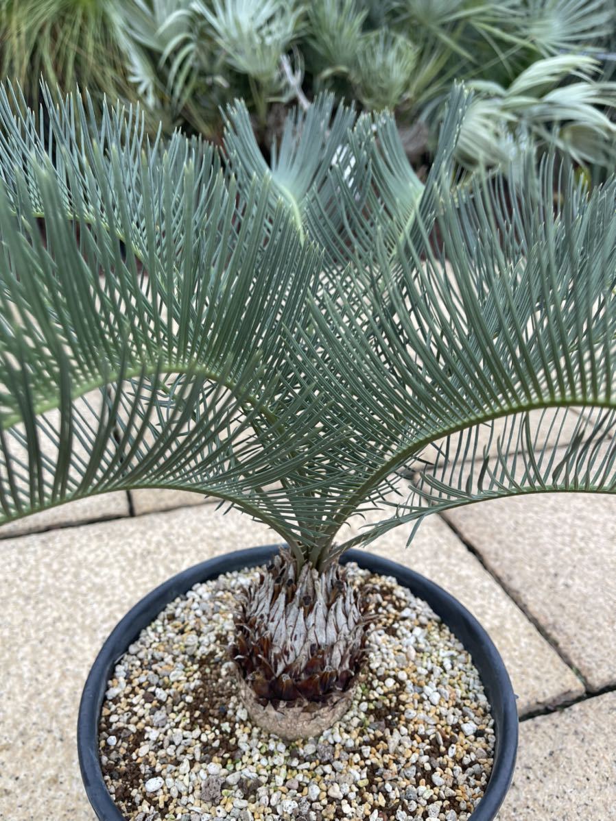 Yahoo!オークション - cycas cairnsiana サイカス Yahoo!オークション - cycas cairnsiana サイカス