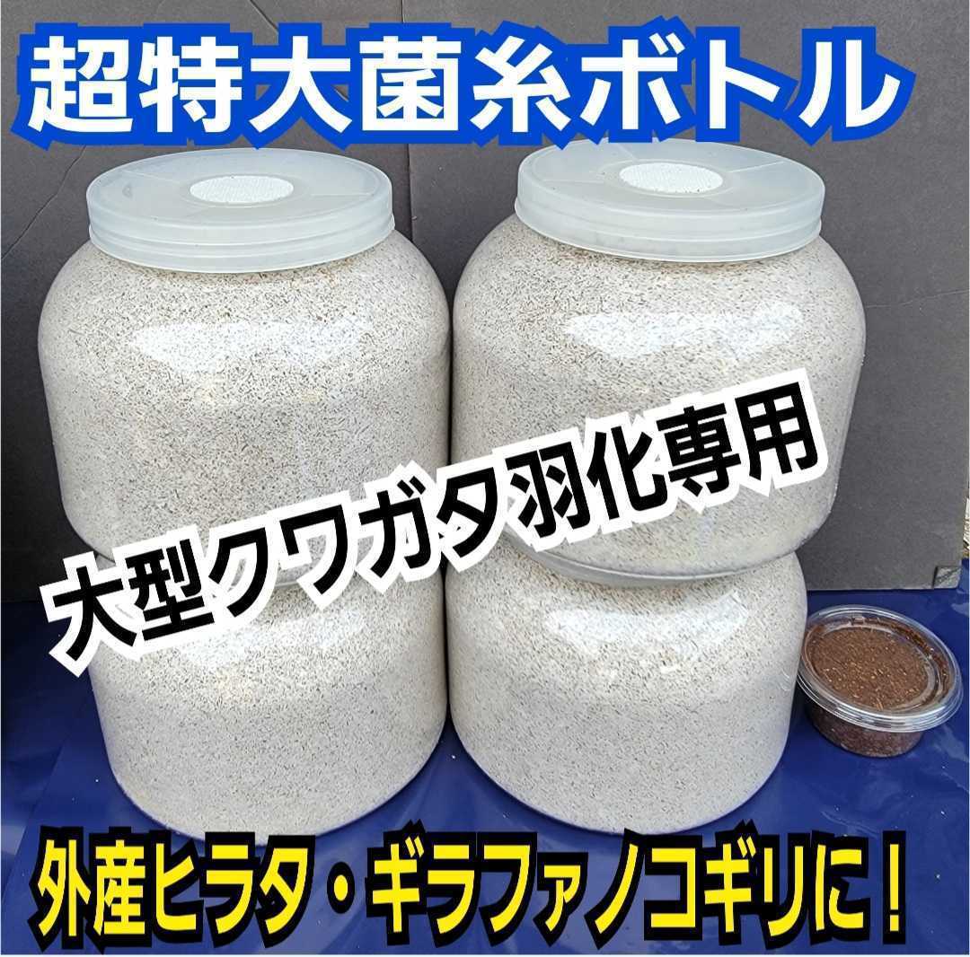 大型クワガタ羽化専用☆2300ml超特大サイズ☆ヒマラヤひらたけ菌糸瓶【2本】特殊アミノ酸強化☆ギネス狙いに！中がよく見えるクリアボトル_画像5