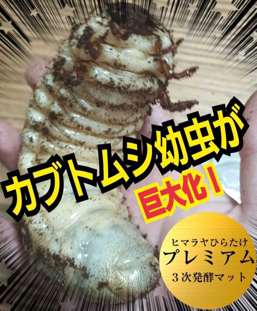柔らかい 幼虫がビックサイズに!進化した!ヒマラヤひらたけ