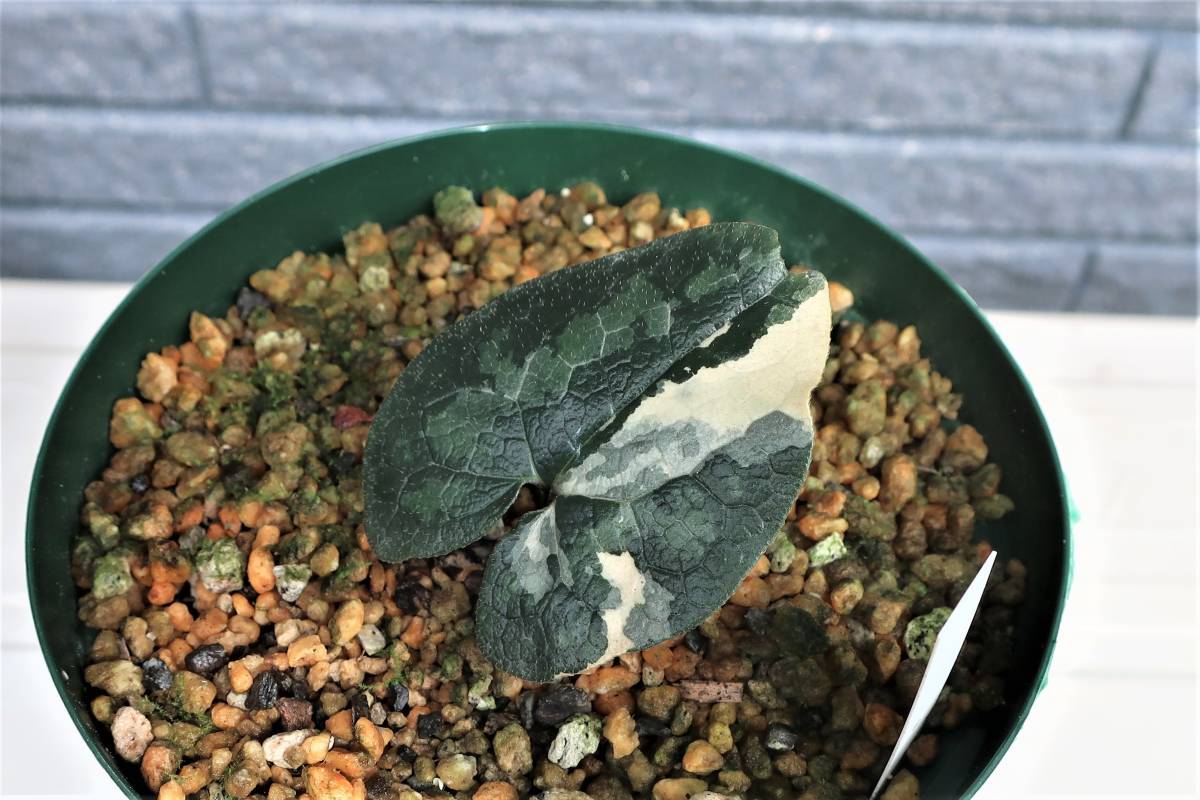 山野草 斑入り カンアオイ タマノカンアオイ 名品 「多摩の輝」 山野草 斑入り カンアオイ タマノカンアオイ 名品 「多摩の輝」