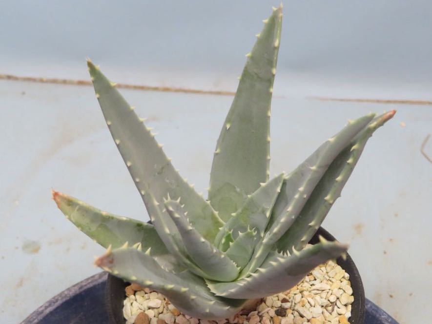 誠実】 アロエ アロエ ピランシー 鉢植え発送 - htii.edu.kz