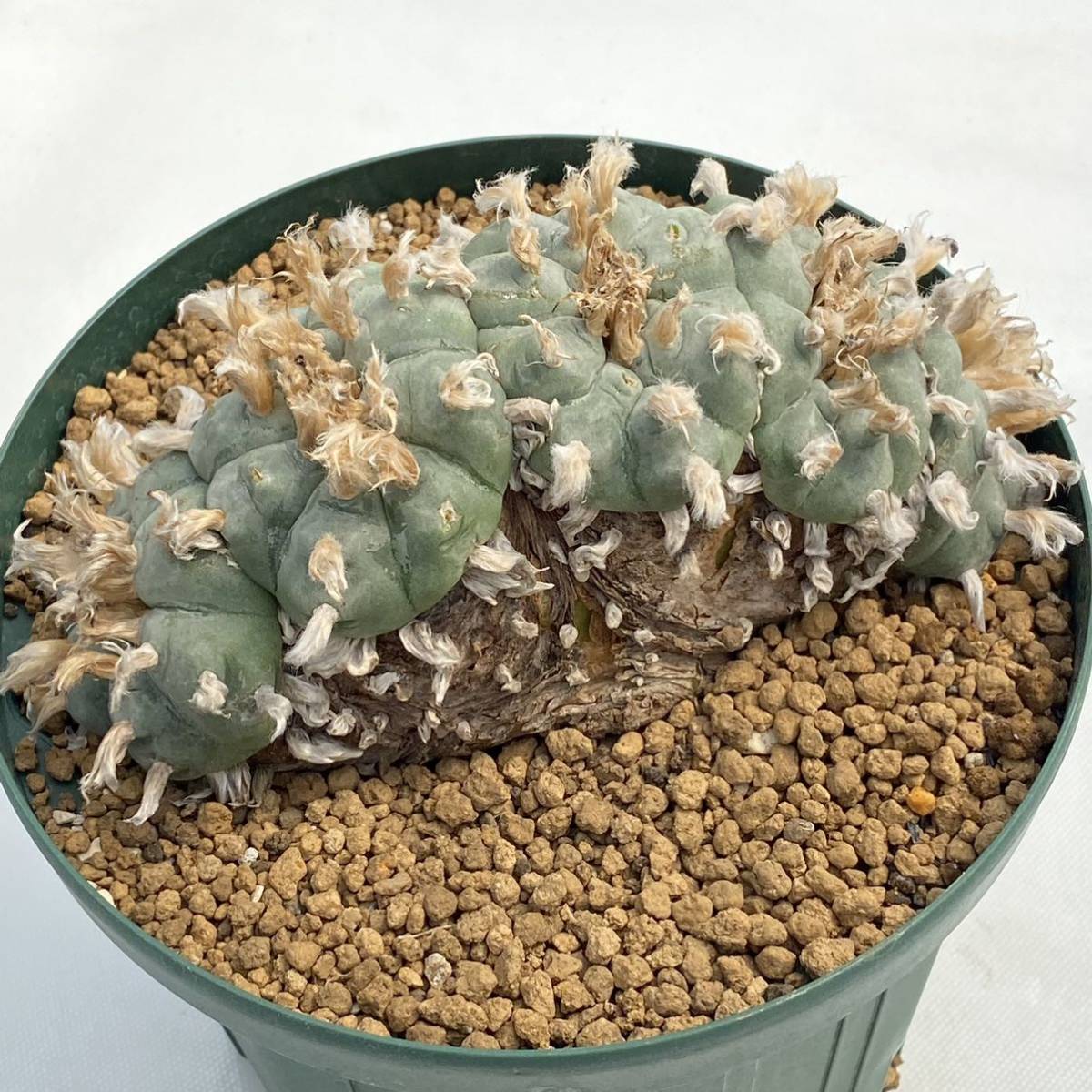 ◇ロフォフォラ 鳥羽玉 5頭◇サボテン・多肉植物 ◇1374 gruporio.net