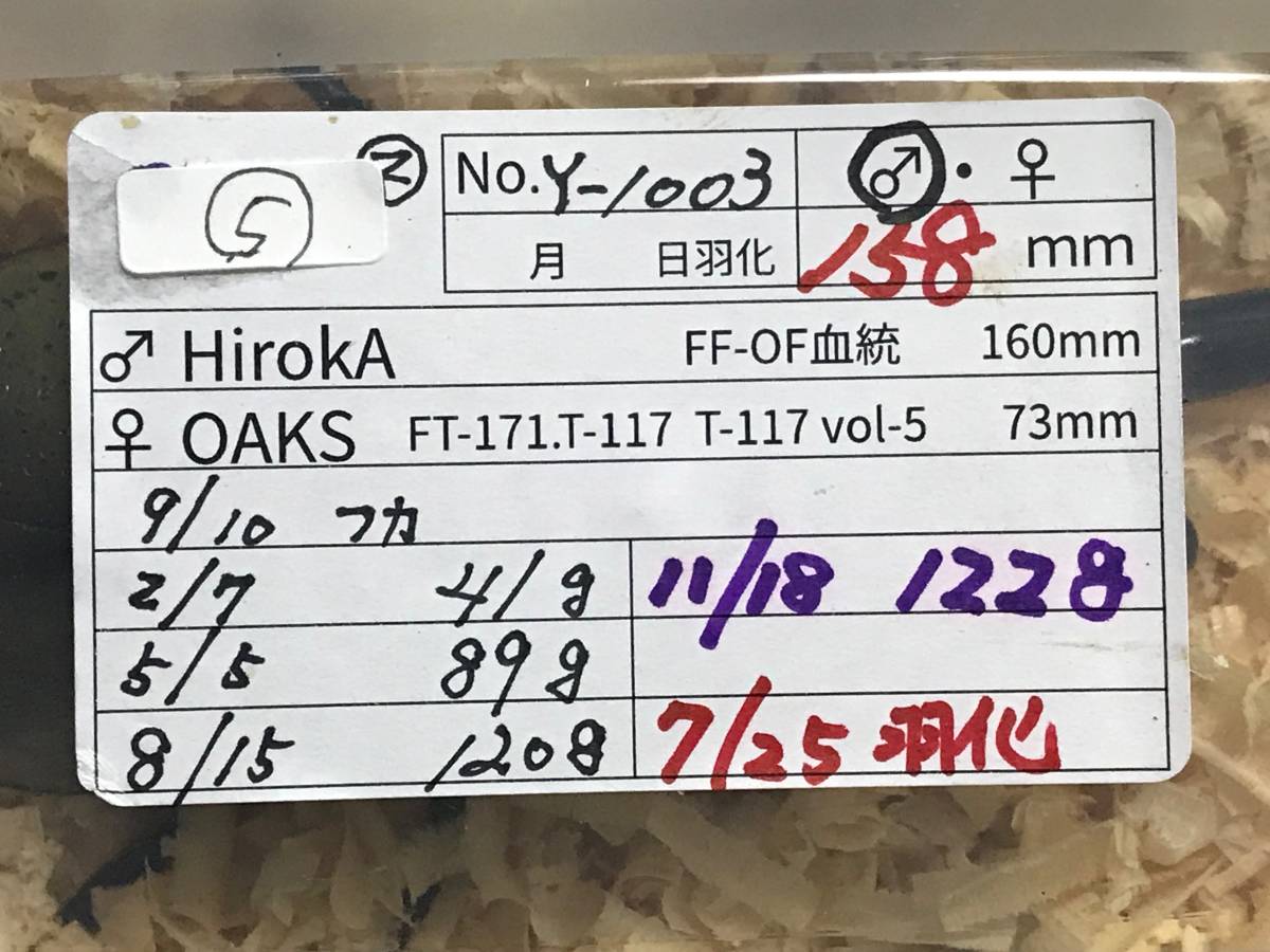 HirokA × OAKS ヘラクレス・ヘラクレス成虫 オス 158mm/若干難あり(ヒロカ・オークス)【ヘラクレスオオカブト】〈カブトムシ〉 3