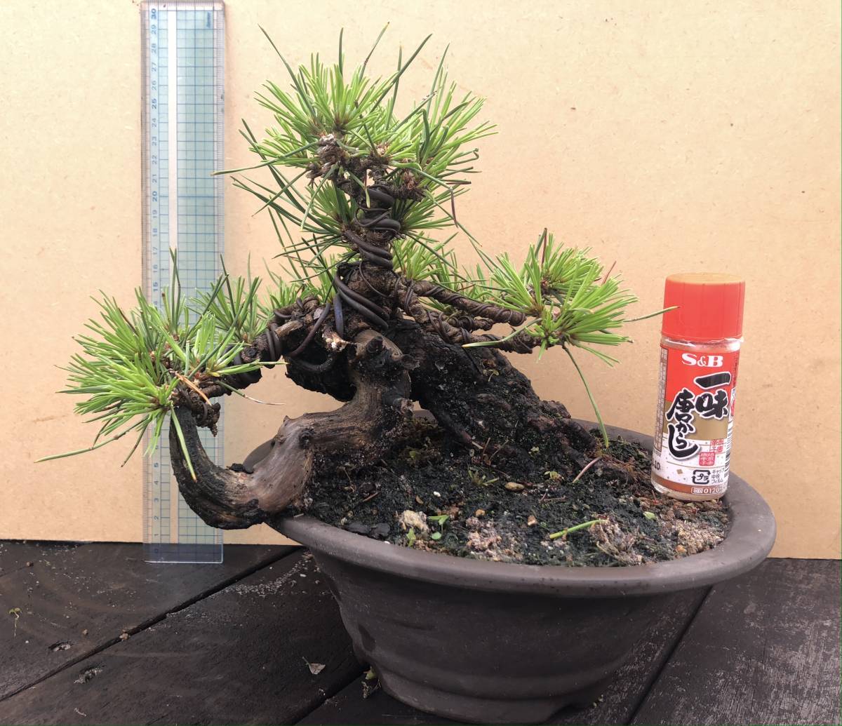 黒松 小品盆栽 素材 将来有望 針金かけ、植え替え済 芽切り済