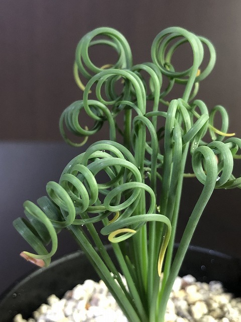 スプラリス’フリズルシズル’　Albuca spiralis cv.Frizzle sizzle　　アルプカ　球根植物　_画像4