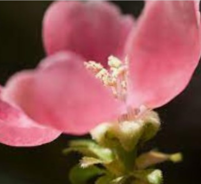 茶道・茶室用　御神木 樹齢約100年 熊本人吉産　花梨の高級フラワースタンド _画像4