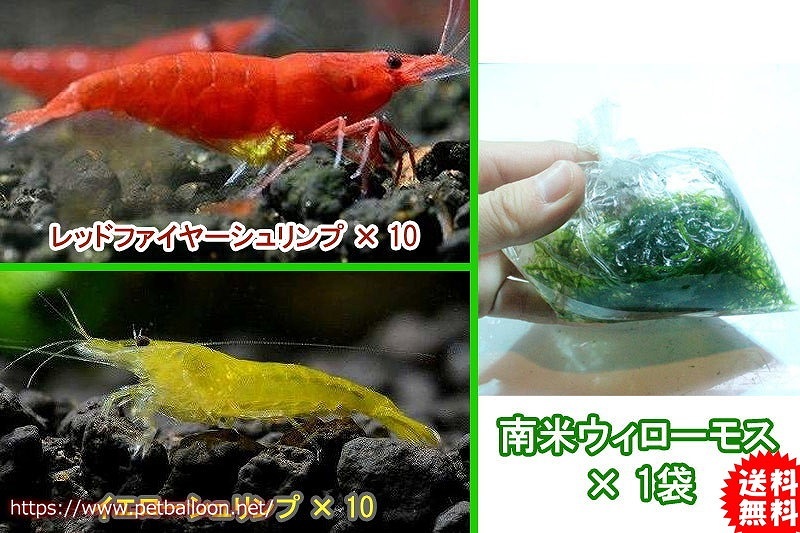 【エビ】【シュリンプ】【20匹セット】レッド＆イエローセット (1.2-1.5cm)&国産無農薬南米ウィローモス袋入 1袋_画像1