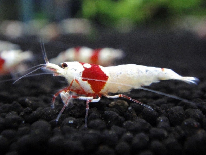[ shrimp ][ shrimp ][10 pcs ] Red Bee Shrimp outline of the sun Mothra quality goods carefuly selected red white . beautiful individual M domestic bleed (1.2-1.5cm)