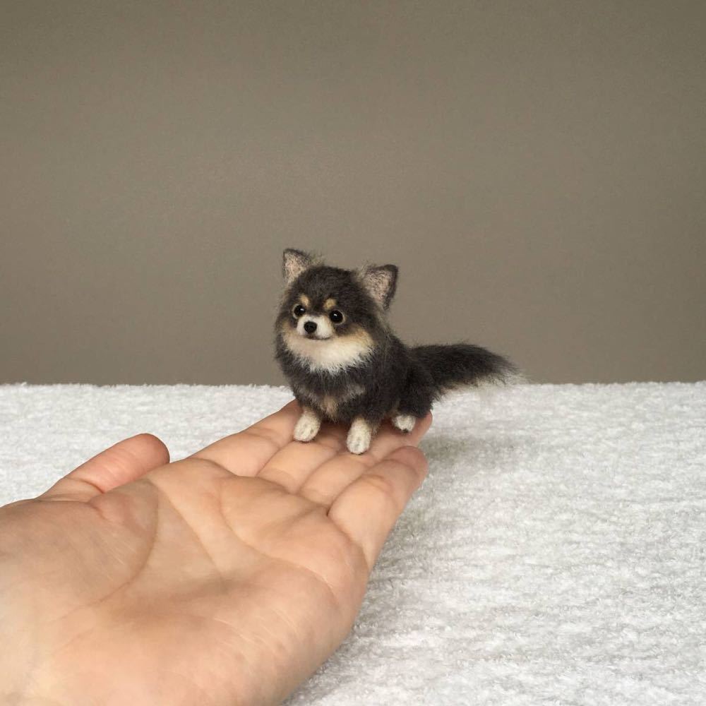 ぴのきち☆5.5cmのブルータンチワワちゃん☆羊毛フェルト チワワ ぴのきち☆5.5cmのブルータンチワワちゃん☆羊毛フェルト チワワ