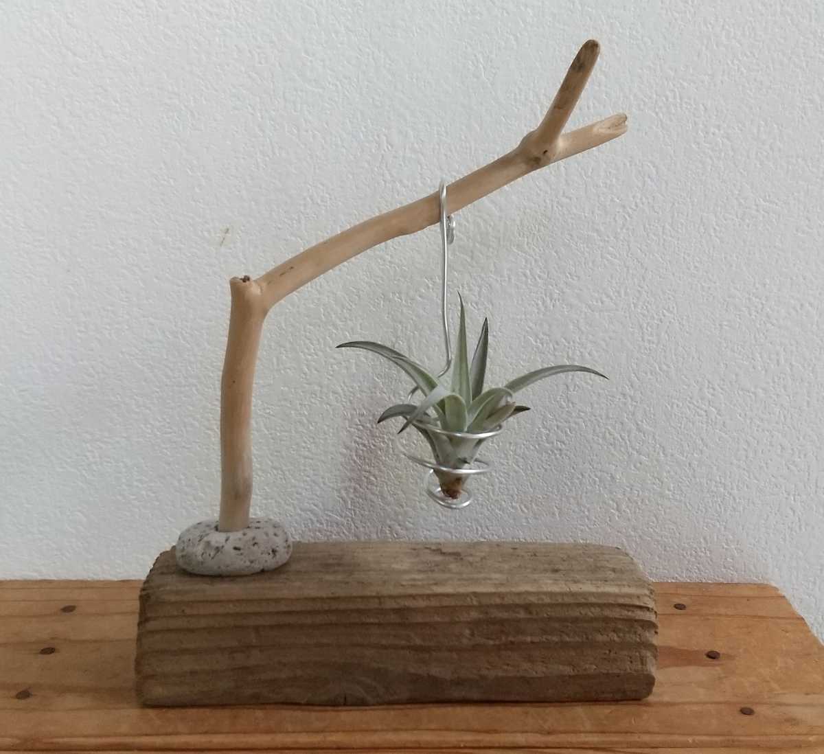 * driftwood * hand made * air plant hanger * air plant holder * interior * air plant stand 