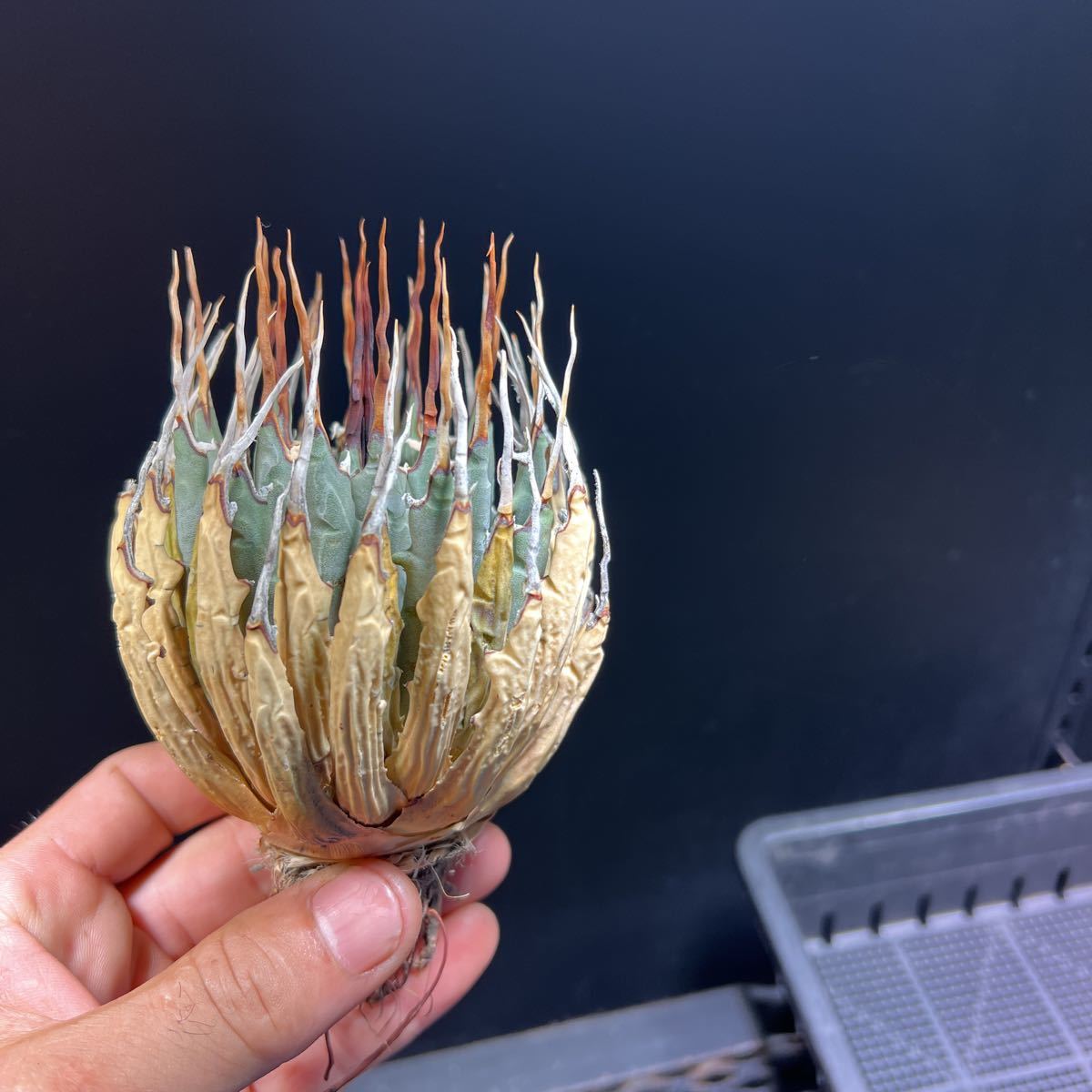 ユタエンシスエボリスピナ エボリスピナ 良型 丸型 コンパクト 陽炎