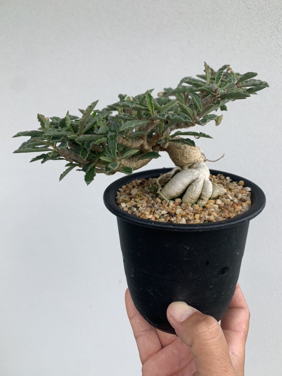 Euphorbia capsaintemariensis ユーフォルビア カプサインテマリエンシス 大株
