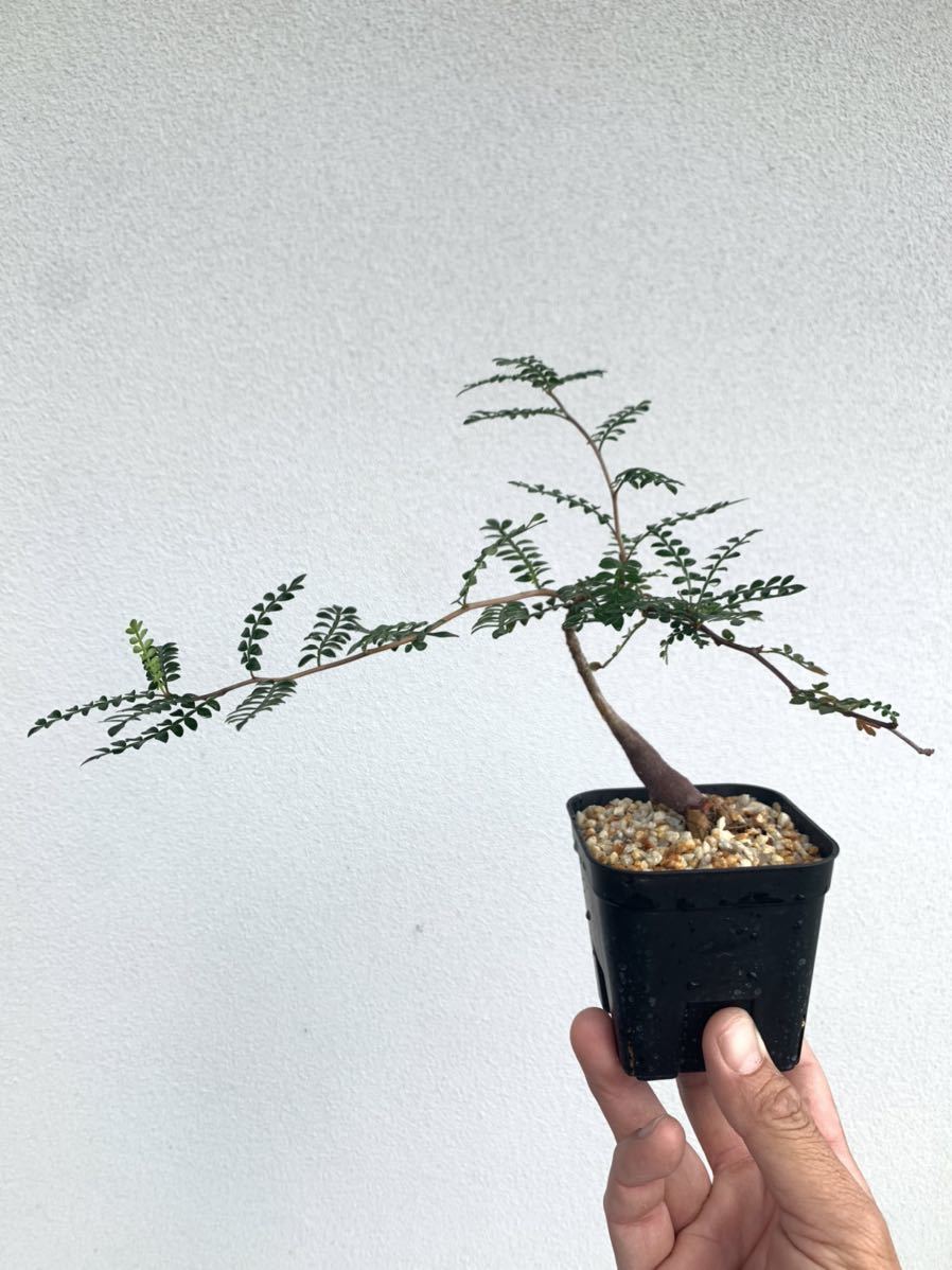 欠品カラー再入荷! オペルクリカリア ヒファエノイデス