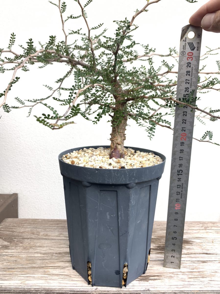 オペルクリカリア パキプス 実生 観葉植物 オペルクリカリア パキプス 実生 観葉植物