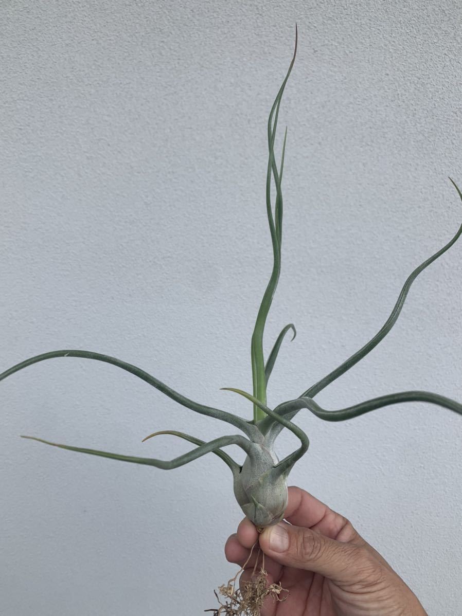 Tillandsia 'The Perfect Blend' (T.Lucille × T.bulbosa) ザ パーフェクト ブレンド ティランジアハイブリッド Rainforest Floraより輸入_画像1