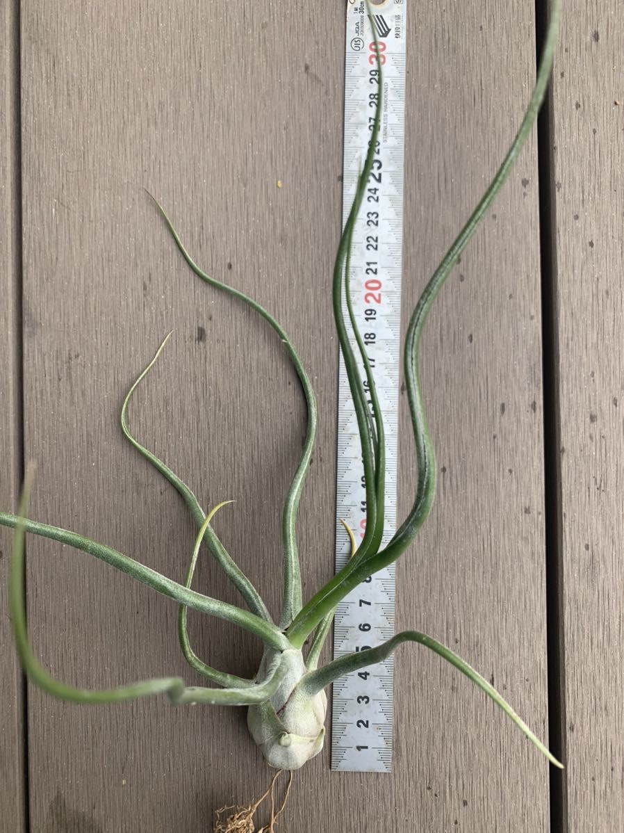 Tillandsia 'The Perfect Blend' (T.Lucille × T.bulbosa) ザ パーフェクト ブレンド ティランジアハイブリッド Rainforest Floraより輸入_画像6