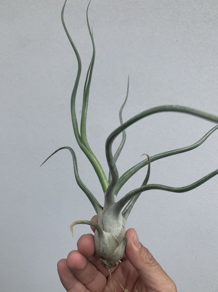 Tillandsia 'The Perfect Blend' (T.Lucille × T.bulbosa) ザ パーフェクト ブレンド ティランジアハイブリッド Rainforest Floraより輸入_画像3