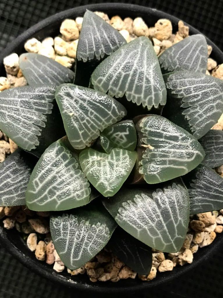多肉植物 ハオルチア コレクタ 特網ベイエリー - gencoconsulting.com