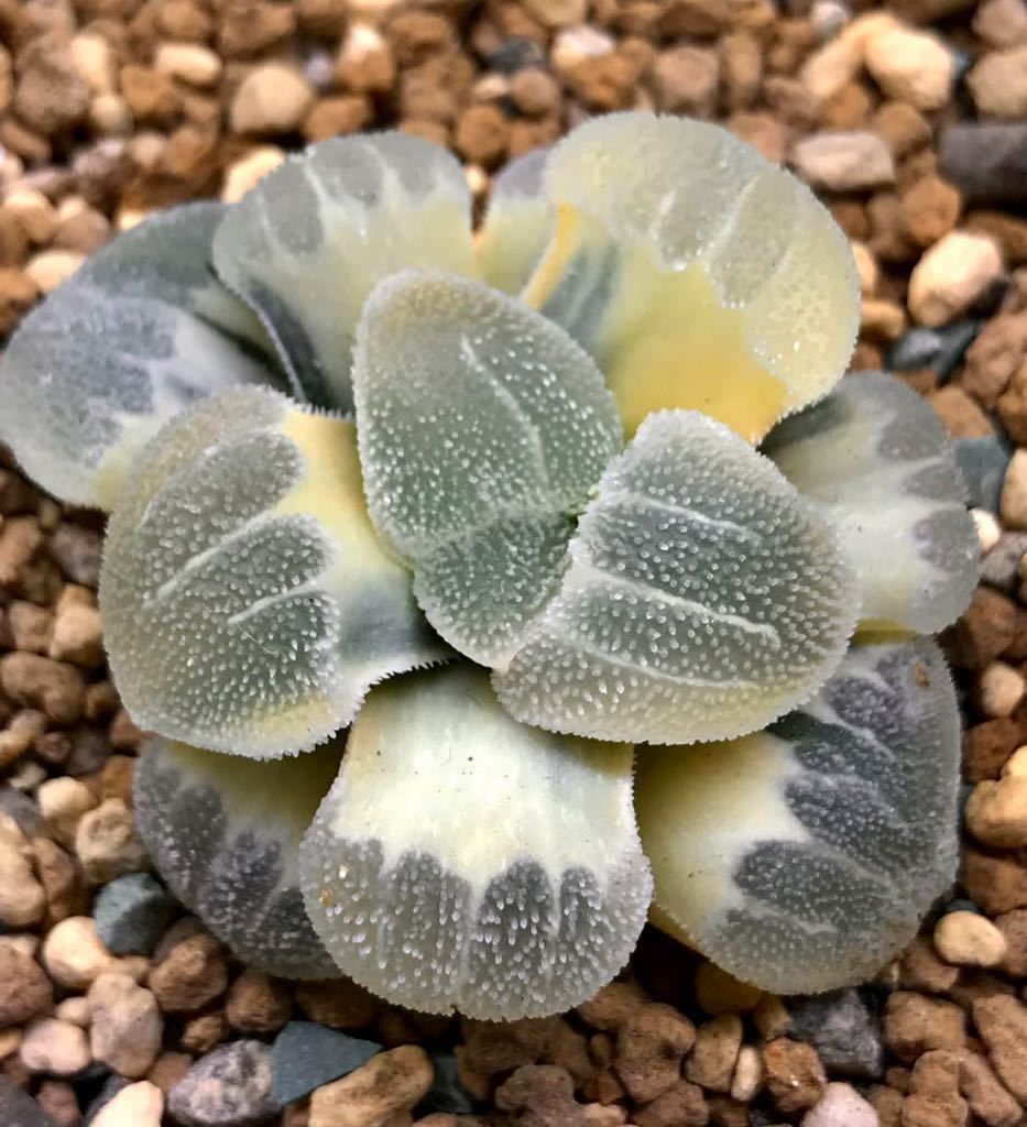 多肉植物 ハオルチア ピグマエア錦 特丸葉タイプ 糊斑 多肉植物 ハオルチア ピグマエア錦 特丸葉タイプ 糊斑