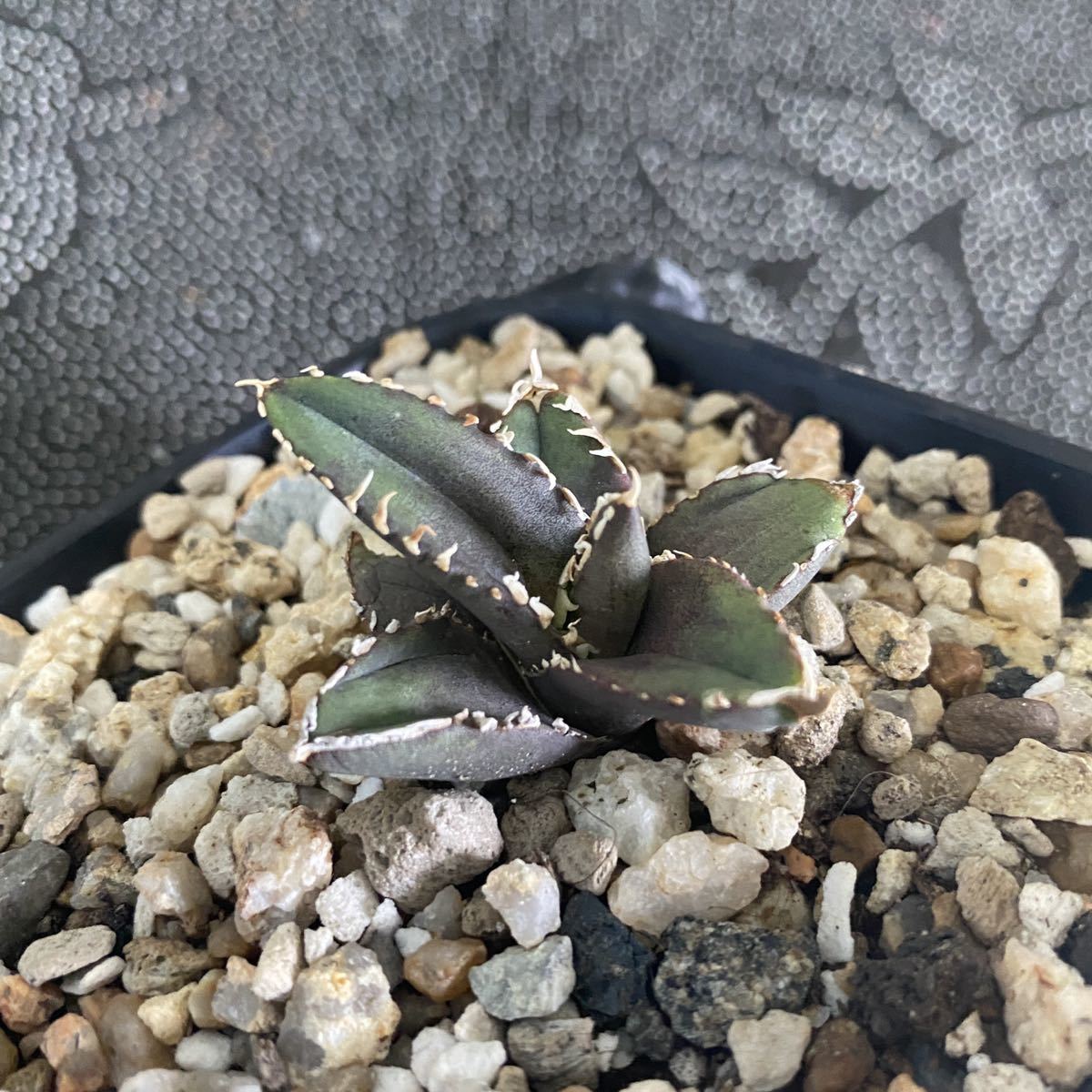多肉植物アガベ チタノタ 狼人 極上子株 - batorsagokkonyve.hu 多肉植物アガベ チタノタ 狼人 極上子株 - batorsagokkonyve.hu