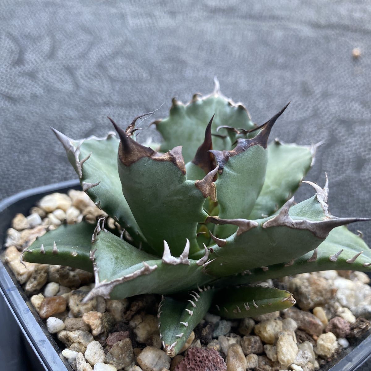 グして ヤフオク! - a17多肉植物アガベ チタノタ 姫厳竜爪 短い葉 強棘 ...