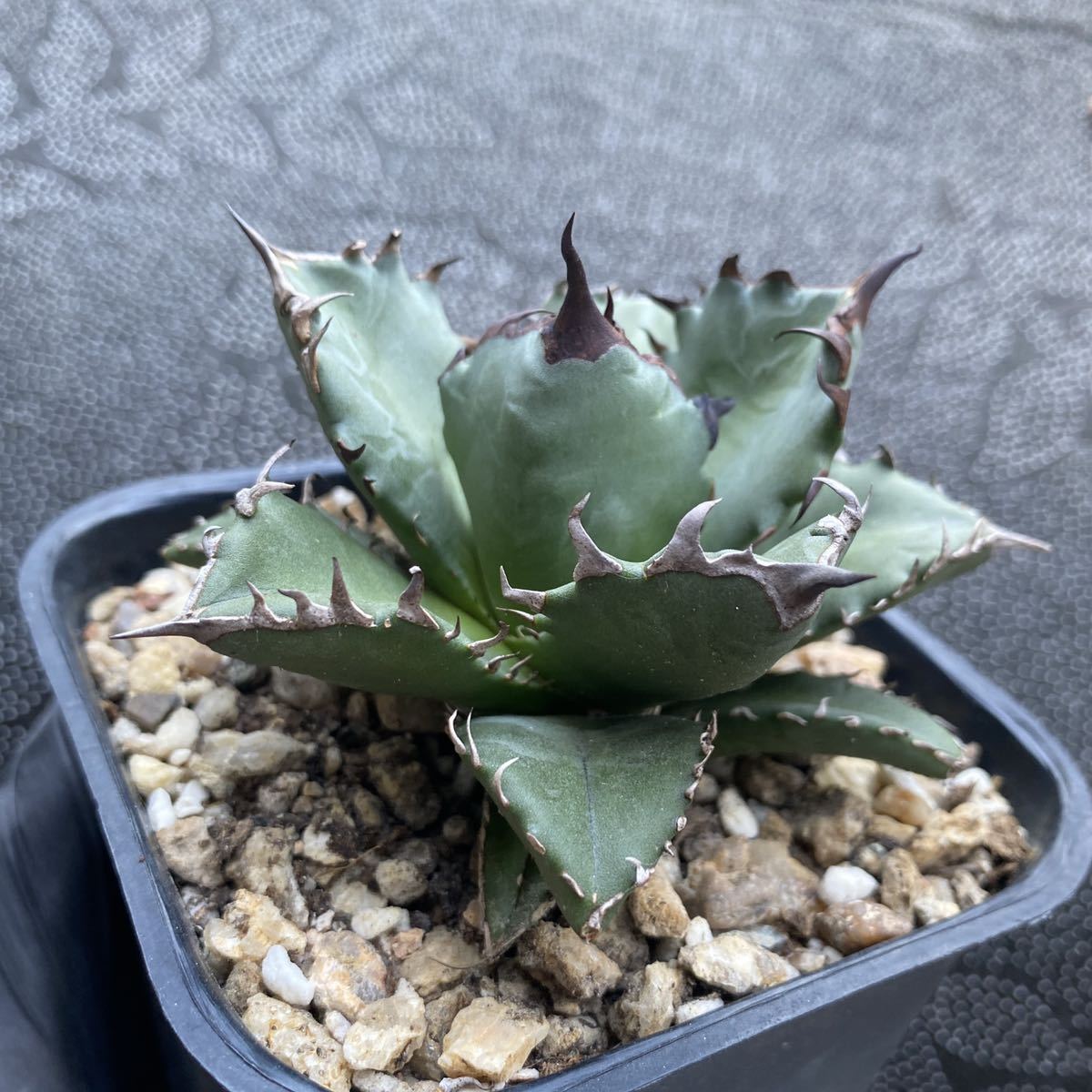 グして ヤフオク! - a17多肉植物アガベ チタノタ 姫厳竜爪 短い葉 強棘 ...