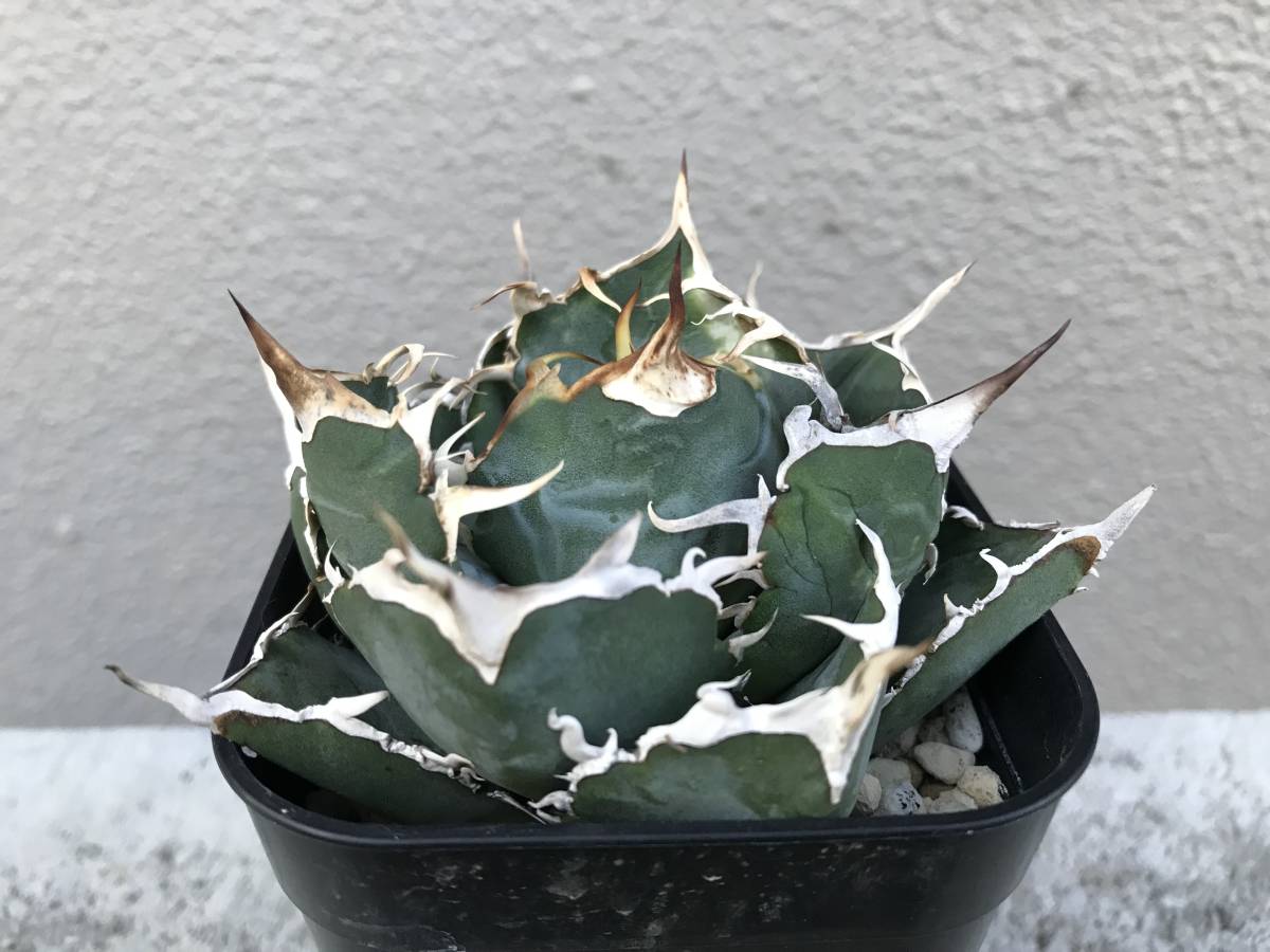 格り庫り価【在 KP005 チタノタ 白鯨 アガベ Agave titanota hakugei