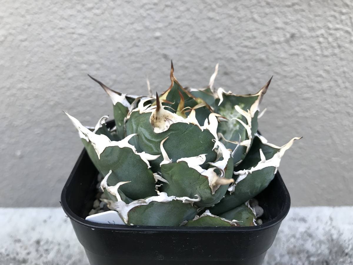 格り庫り価【在 KP005 チタノタ 白鯨 アガベ Agave titanota hakugei