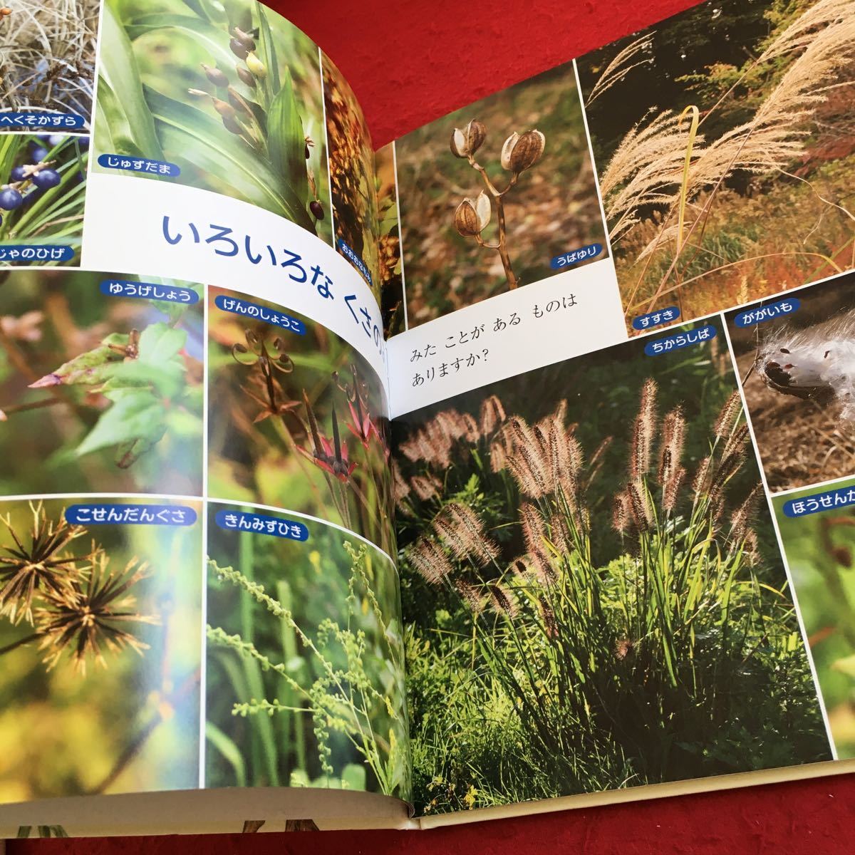 Y38-162... gold da- книжка 10. только .. только руководство много рисовое поле много .......... эпоха Heisei 27 год выпуск f этикетка павильон осень животное растения 