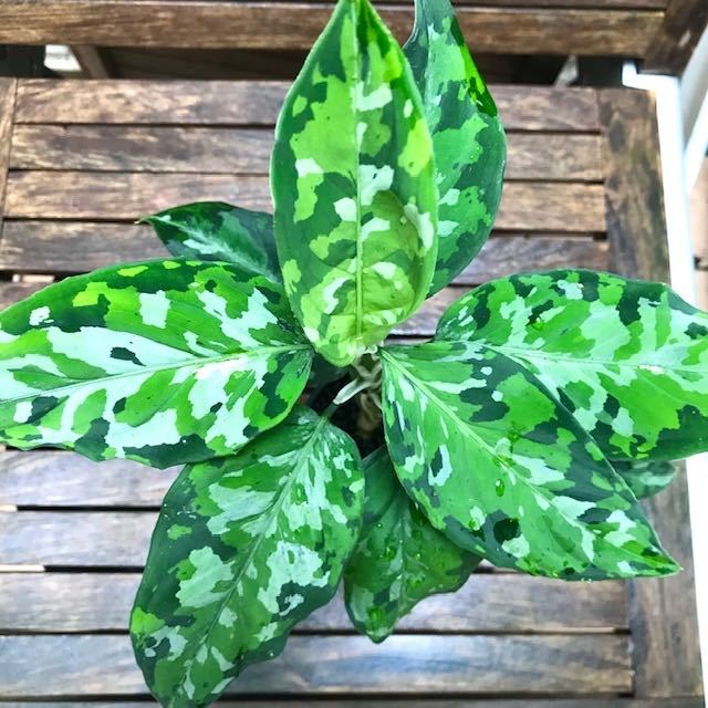 アグラオネマ ピクタム トリカラー☆1円スタート!Aglaonema pictum