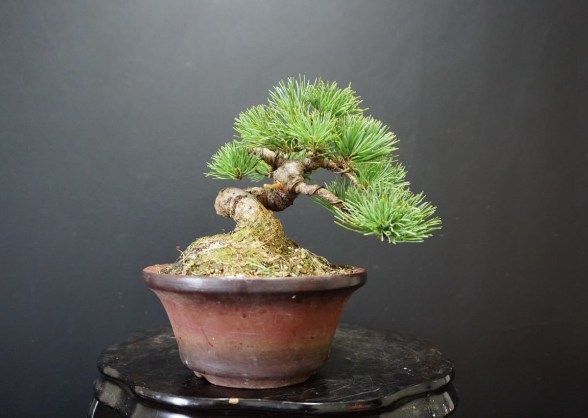 那須五葉松 小品盆栽 五葉松 盆栽 vinkleukomtegeven.nl