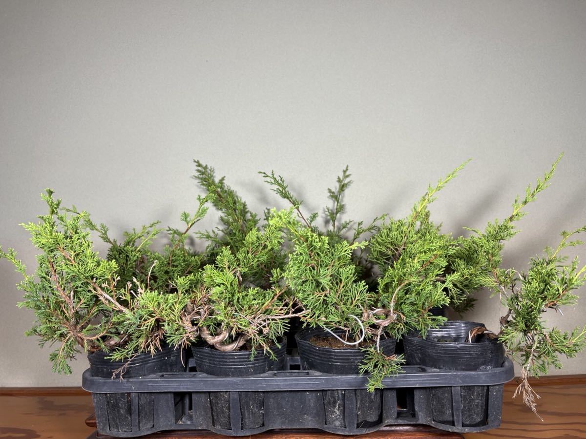 ビッグ割引 糸魚川真柏 苗木 (10本セット) 植物/観葉植物 - education