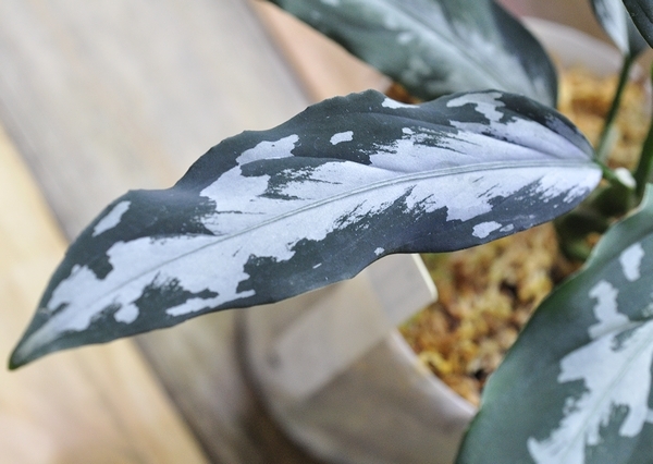 アグラオネマ ピクタム 白煙 【LA0915-03j】 Aglaonema pictum アグラオネマ ピクタム 白煙 【LA0915-03j】 Aglaonema pictum