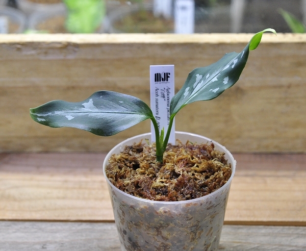 アグラオネマ ピクタム 白煙 【LA0915-03j】 Aglaonema pictum アグラオネマ ピクタム 白煙 【LA0915-03j】 Aglaonema pictum