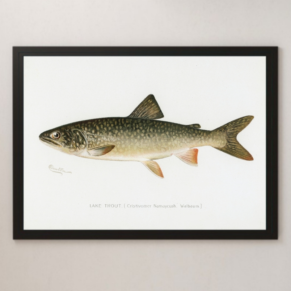 iwana America Ray k trout illustration art lustre poster A3 bar Cafe Vintage interior fish fishing fishing salmon 