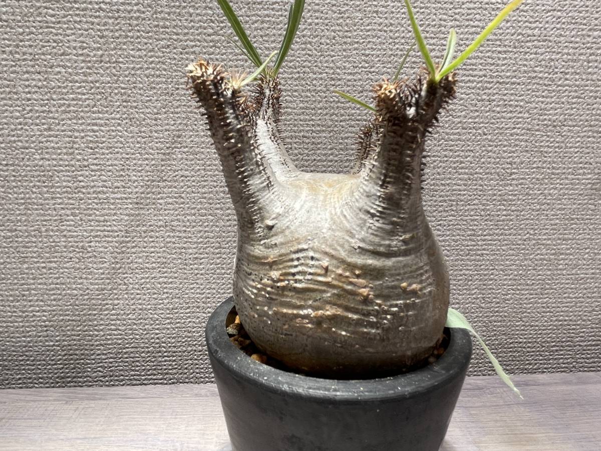 ヤフオク! - 送料無料 パキポディウム グラキリス 現地株 発 ヤフオク! - 送料無料 パキポディウム グラキリス 現地株 発