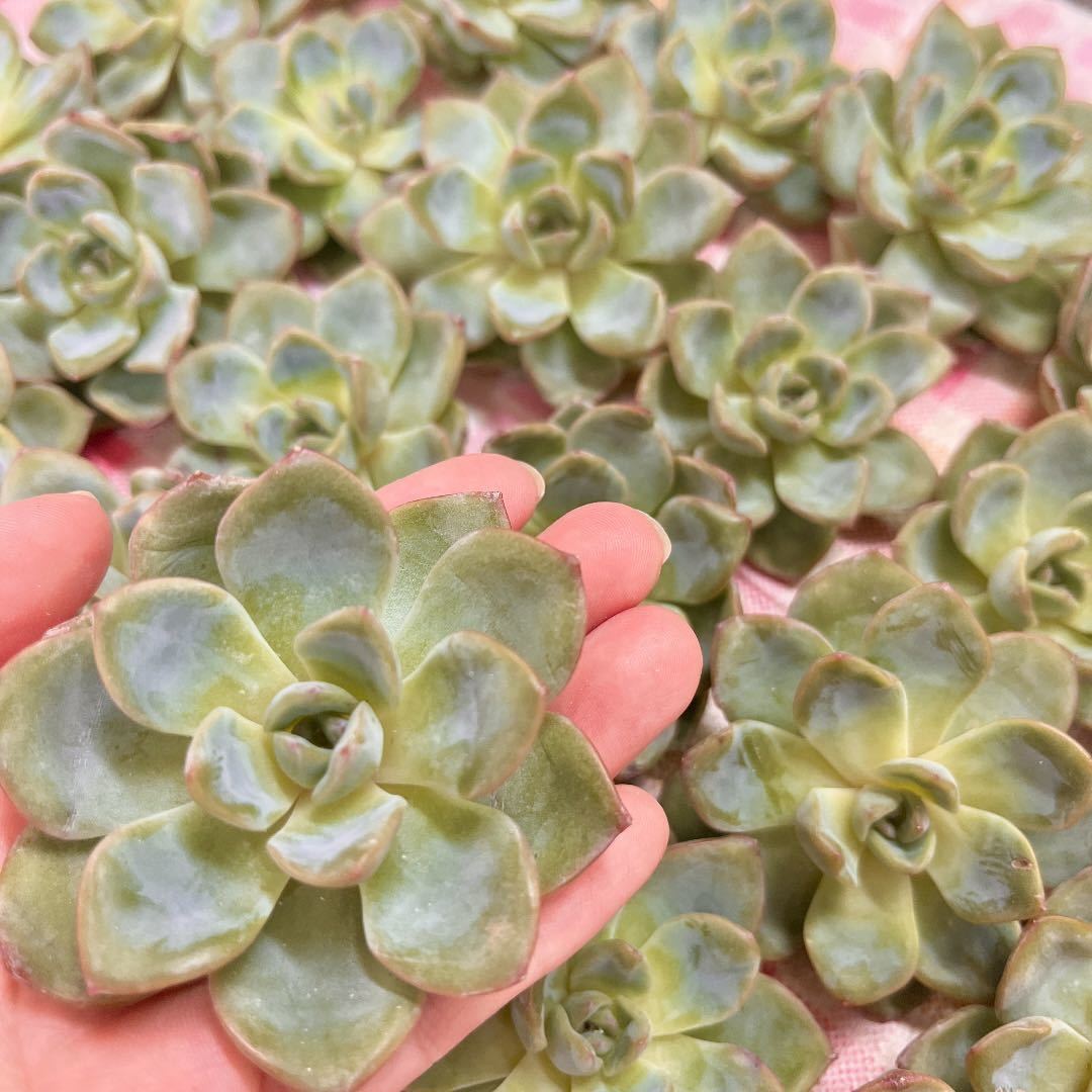 ヤフオク! - 韓国苗多肉植物アマビレ美苗カット苗