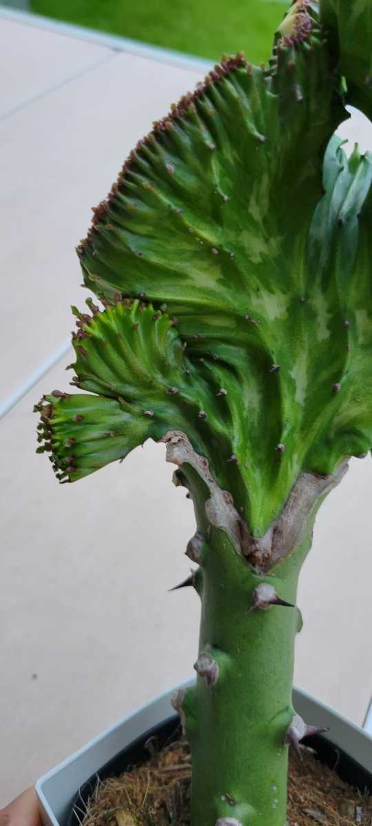 Euphorbiaマハラジャ(ユウヤケサンゴ) 白斑～淡黄斑 鉢ごと宅急便 多肉植物②_画像5