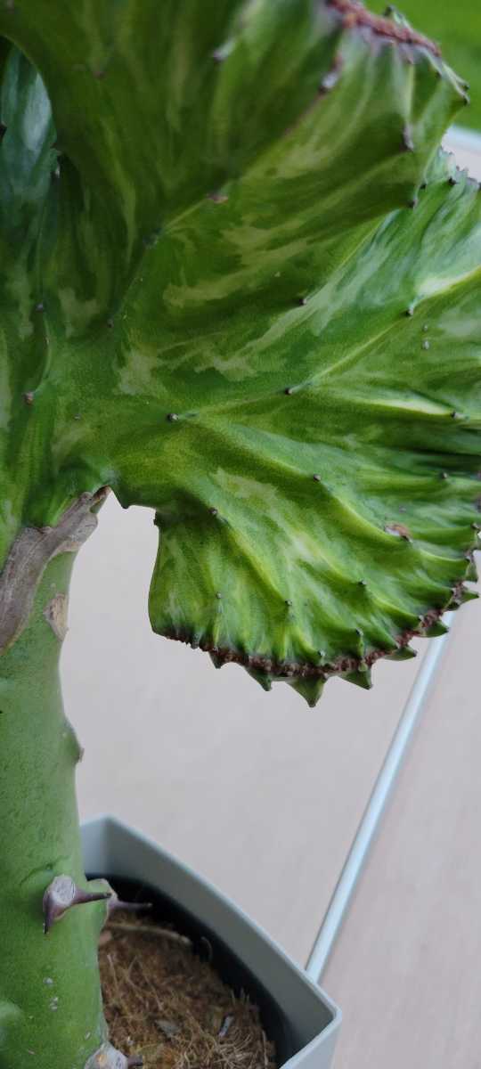 Euphorbiaマハラジャ(ユウヤケサンゴ) 白斑～淡黄斑 鉢ごと宅急便 多肉植物②_画像3