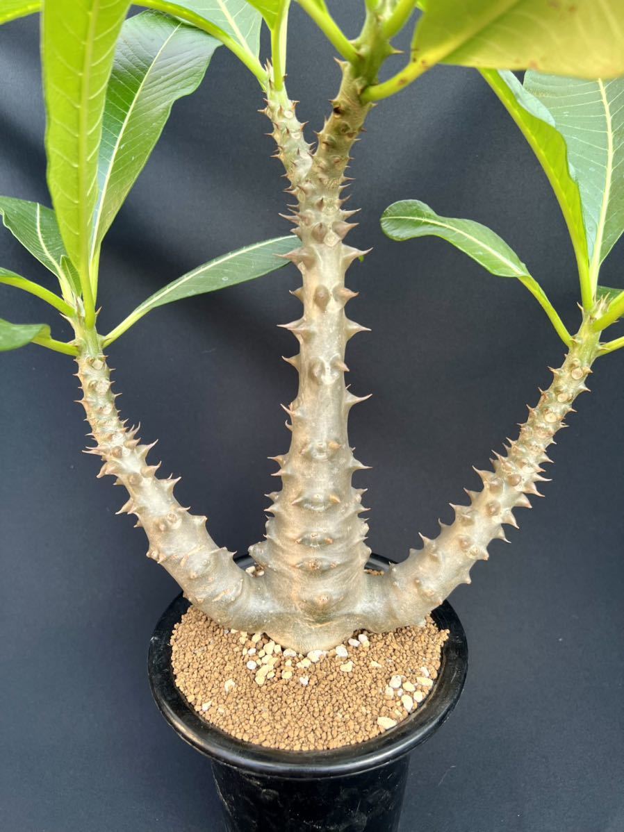 パキポディウム ウィンゾリー 実生 大株 Pachypodium windsorii パキポディウム ウィンゾリー 実生 大株 Pachypodium windsorii